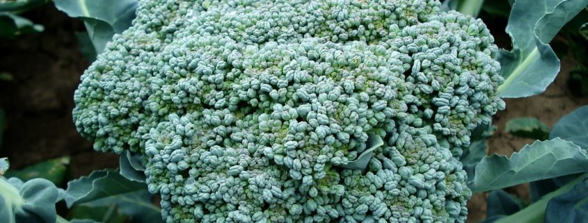 A close up of some broccoli in the grass