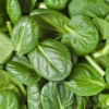 A close up of some green leaves