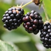 A close up of some blackberries on the tree