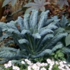 A plant with blue leaves in the middle of a garden.