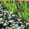 A close up of some plants growing in the ground