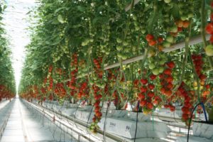 Cherry Tomatoes
