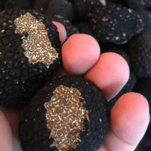 Black Truffles from Spain