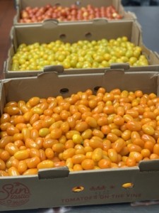 Grape Tomatoes Golden, Yellow Cherry Tomatoes