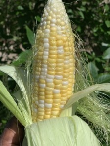 Corn Sweet Bi Color