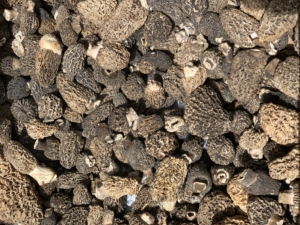 Morel Mushrooms from Oregon
