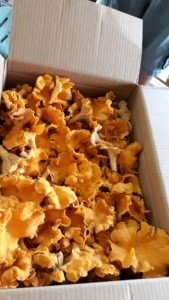Chantrelles Mushrooms