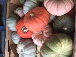 Pumpkins for Baking or Decorations