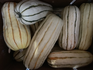 Delicate Squash