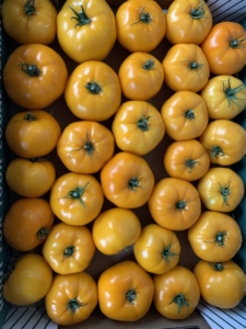 Yellow tomatoes