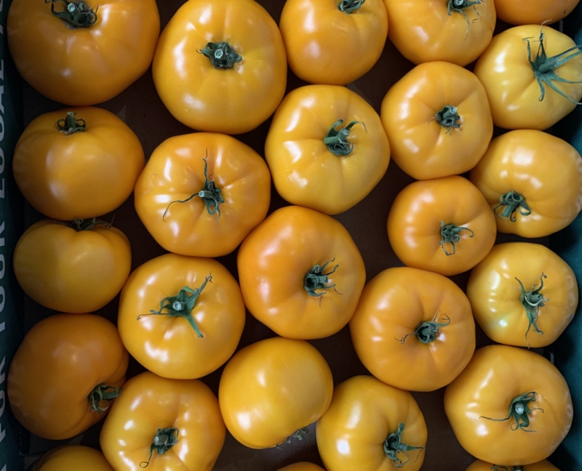 Yellow winter tomatoes Yellow tomatoes