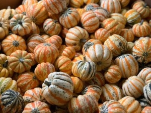 carnival acorn squash