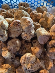 Truffles White Alba's