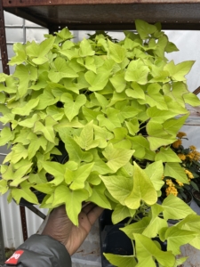 Potato vine 