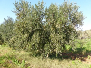 Olive tree from Greece