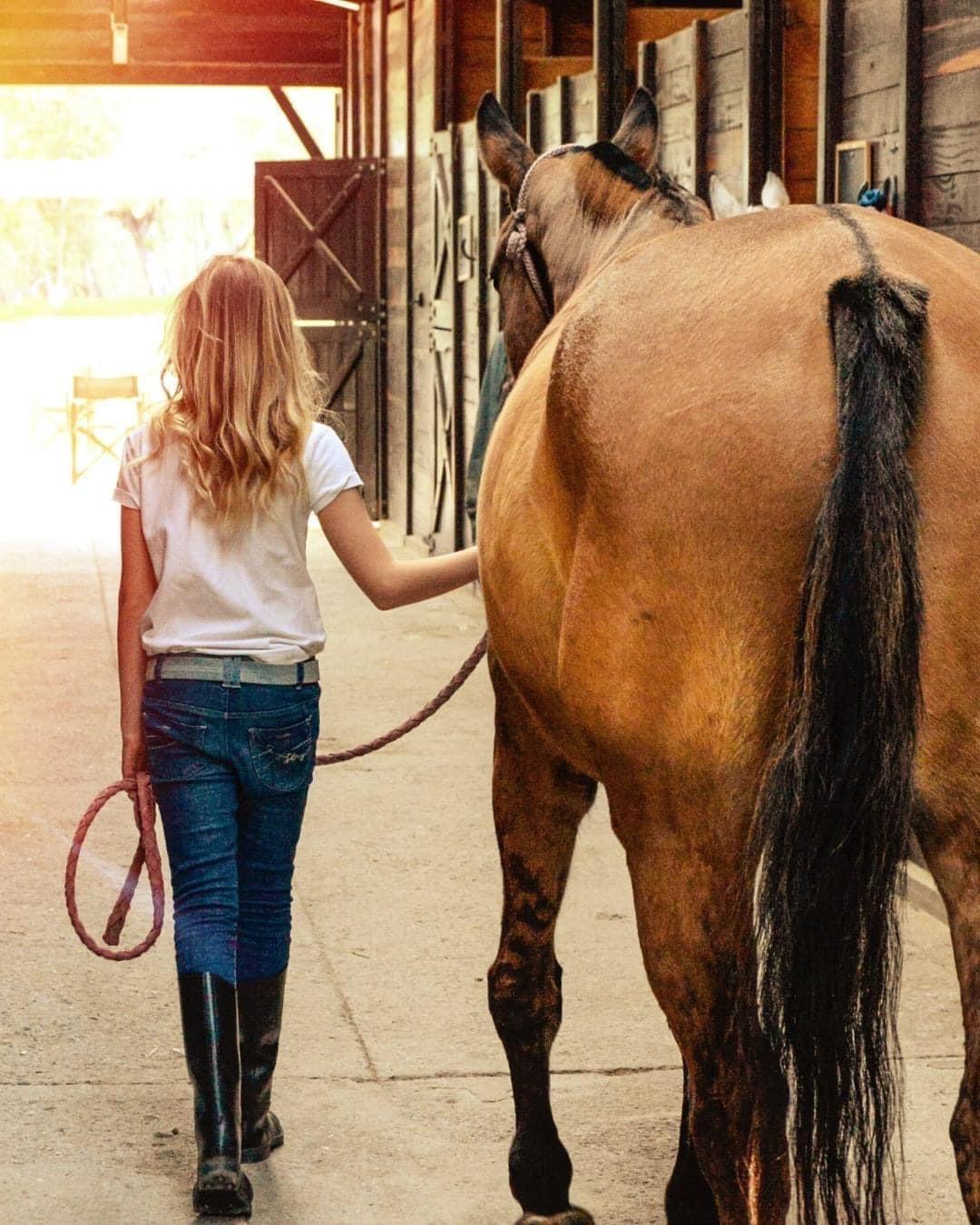 Giant Miscanthus Grass Animal Bedding for Horses, Hogs, Chickens etc Natural Bedding Tony's