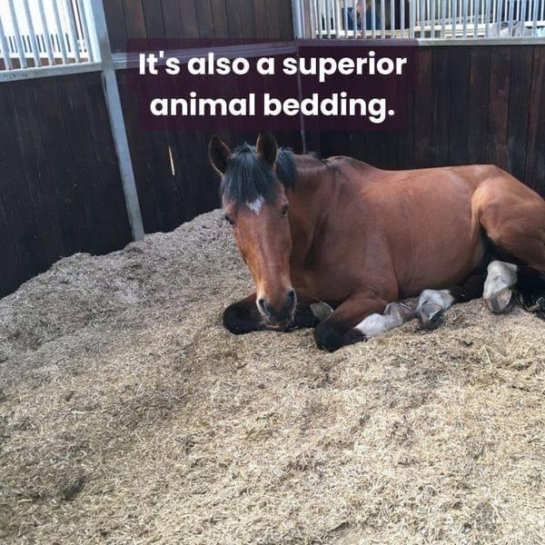 Giant Miscanthus Grass Animal Bedding for Horses, Hogs, Chickens etc Natural Bedding Tony's