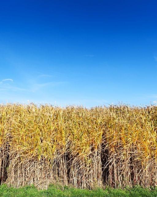 Giant Miscanthus Grass Animal Bedding for Horses, Hogs, Chickens etc Natural Bedding Tony's