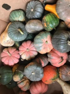 Heirloom pumpkins