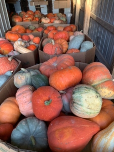 Heirloom pumpkins