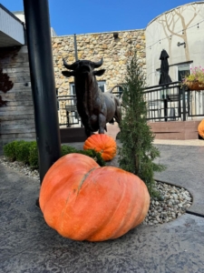 Really big pumpkins St Louis