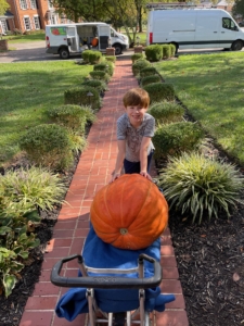 Giant St Louis porch pumpkins